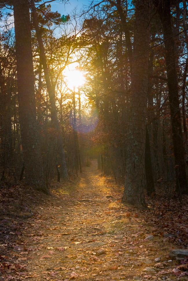 Sun shining through trees on a dirt hiking trail