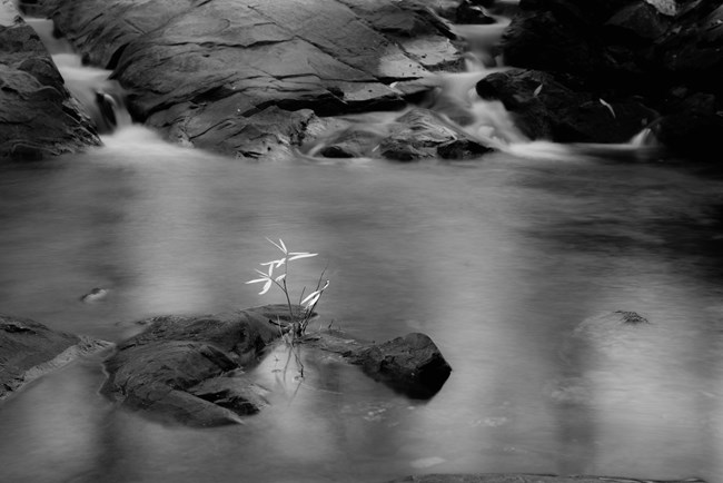 Black and white photo of flower on rock in a creek
