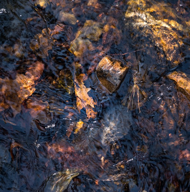 Leaves floating through a creek