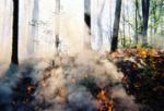 G-Fire creeping along ground