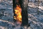 J-Snag burning