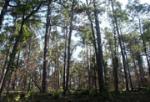 L-Forest three months after the burn