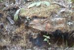 M-Scorched moss