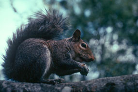 gray squirrel sitting on tree branch, holding small nut in paws