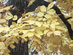 dark almost black trunk and branch of hickory tree with yellow leaves filling frame