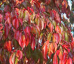 Flowering+dogwood+leaves