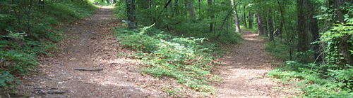 Wooded trail scene showing trail switchback, a sharp turn in the trail
