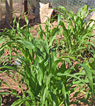 Dry Land Farming