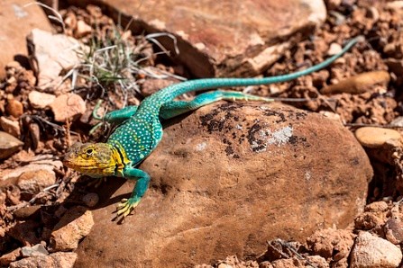 Close-up of a collared lizard, a lizard with a yellow head and turquoise body and tail