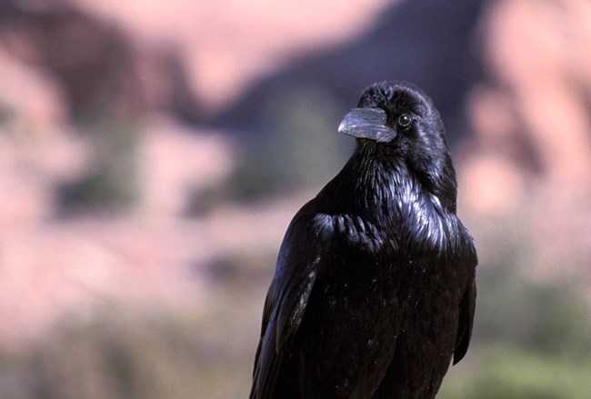 close-up of a raven