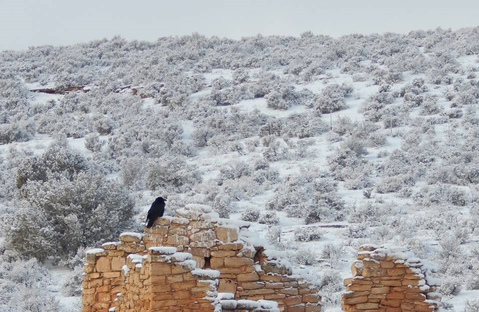 raven sitting on ruins in the foreground and snow-covered scrub land in the background