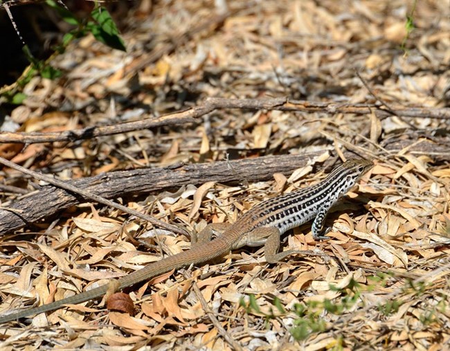 close-up of a whiptail lizard, a long-tailed lizard with vertical, black stripe markings on its body