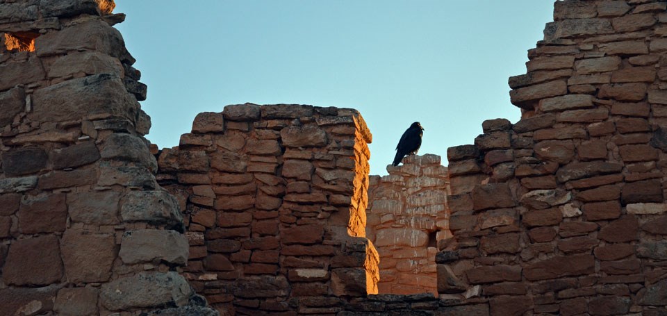 raven perched on Hovenweep Castle at sunset