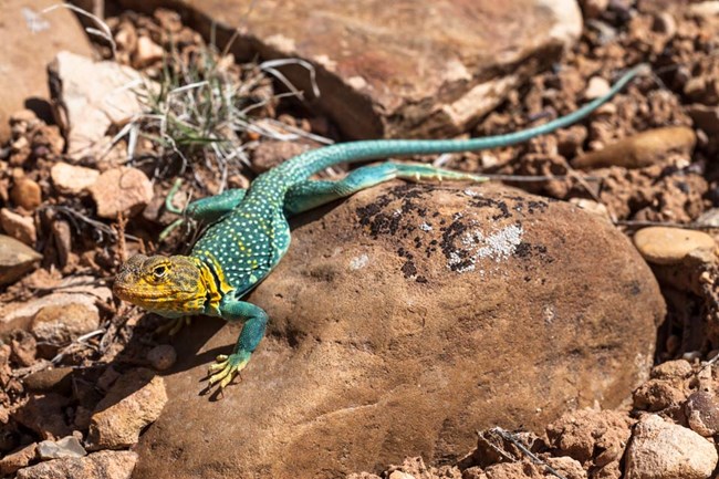 bright yellow and turquoise collared lizard