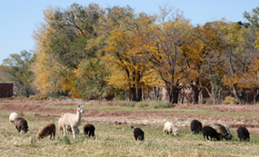 Navajo churro sheep and llama.