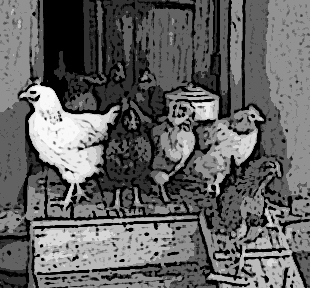 Hens and roosters.