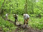 Trail work at Devil's Lake