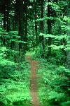 Springtime in the Woods