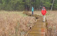 A boardwalk built by volunteers allows hikers to enjoy a weltand on a rainy afternoon.