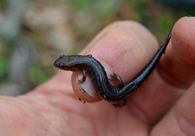 Carolina mountain dusky salamander (Desmognathus carolinensis) on a finger tip