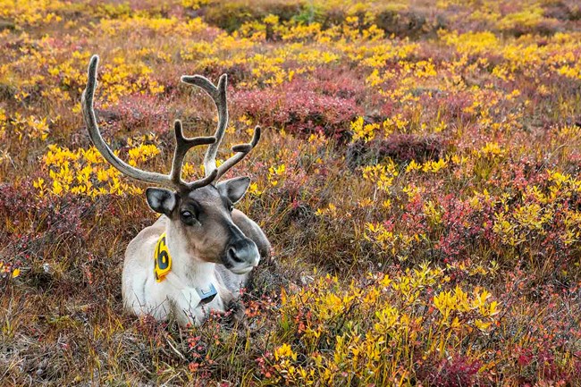 A caribou tagged for monitoring in WRST