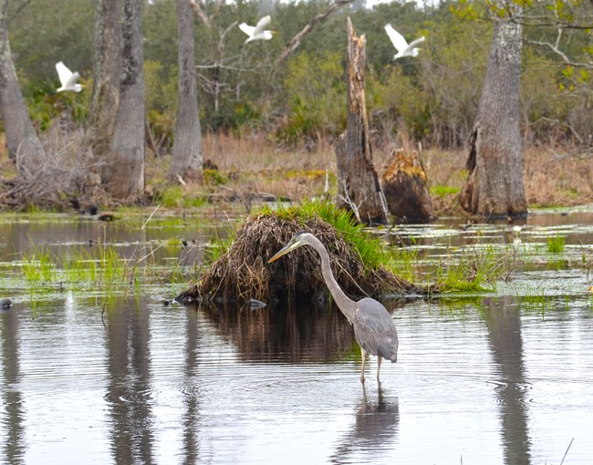 Great blue heron in pond with great egrets in background