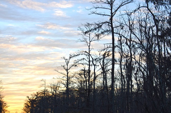 Sunset on the swamp, featuring water tupelo, bald cypress and Spanish moss.  This habitat can be seen at big thicket NP and Jean Lafitte NHP&P.