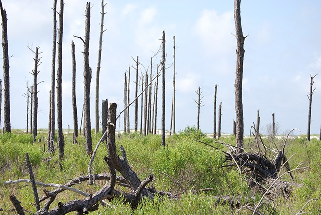 Over the past several decades, storm surges from hurricanes have killed many of the pine trees on the Mississippi islands in Gulf Islands National Seashore