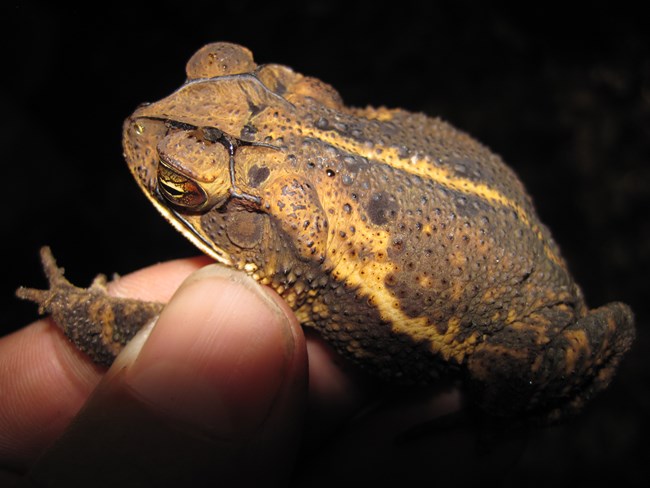 Gulf Coast Toad (Incilius nebulifer)
