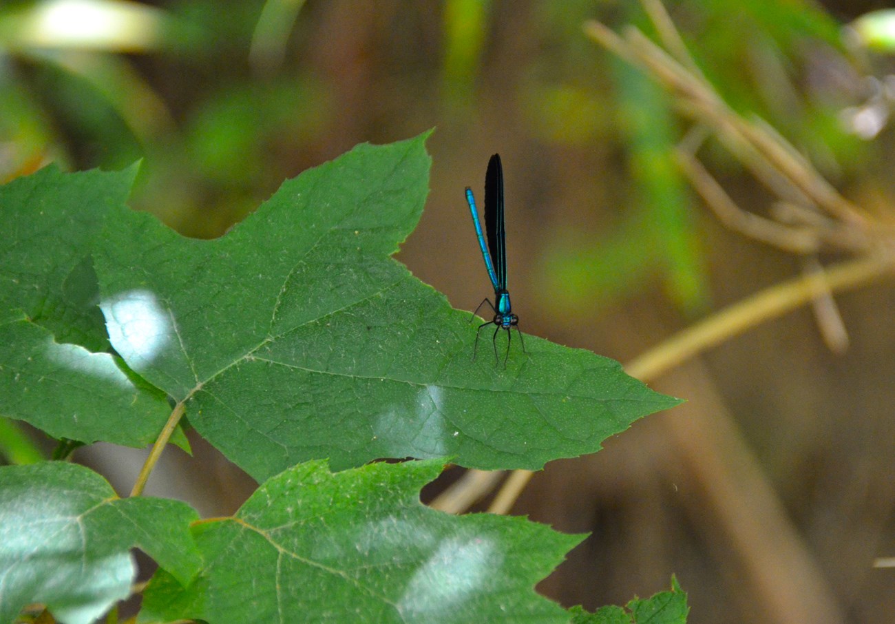 damselfly on oak-leaf hydrangea