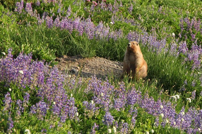 Plump and furry brown rodent sitting on its haunches in a field of purple flowers