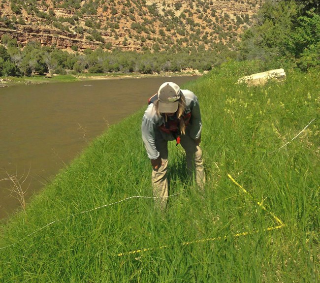 Woman bends over, looking closely at plants in transect