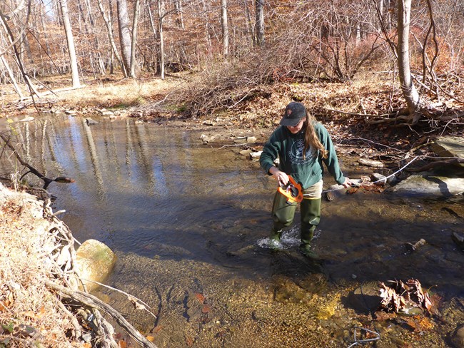 A woman wades across a stream running a tape measure behind her.