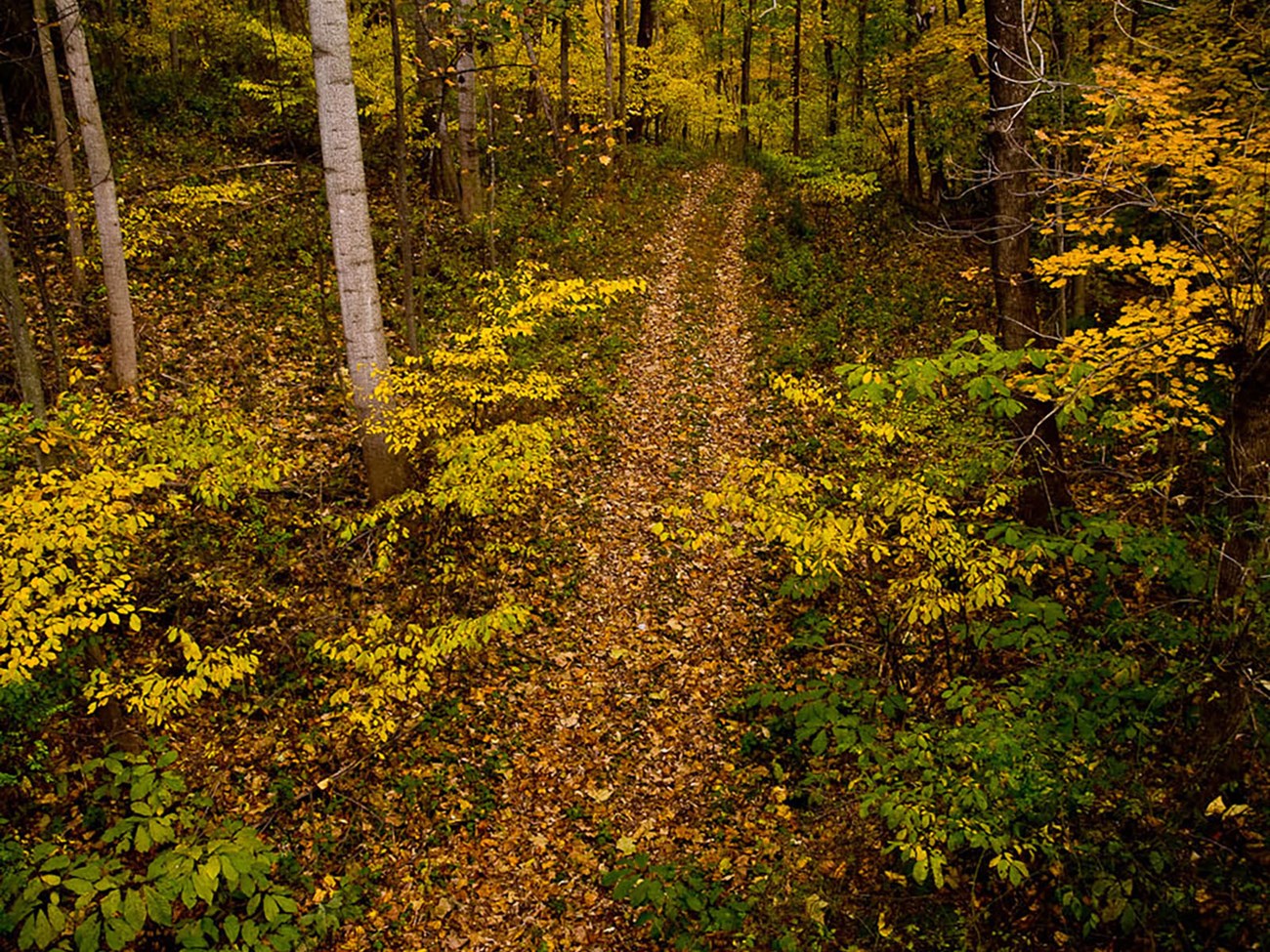 Autumn leaf color in a deciduous forest.