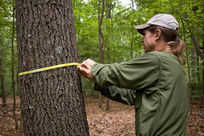 In a forest, a man stretches a yellow measuring tape around a tree trunk.