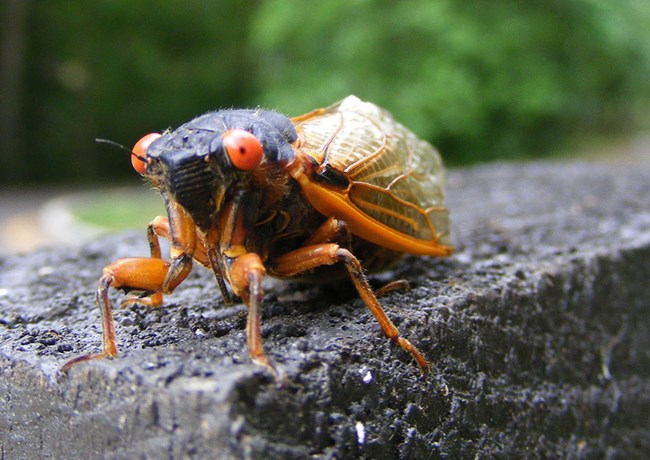 A red-eyed periodical cicada insect stares into the camera lens.