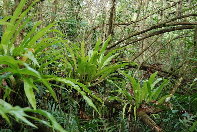 Plant community in American Memorial Park