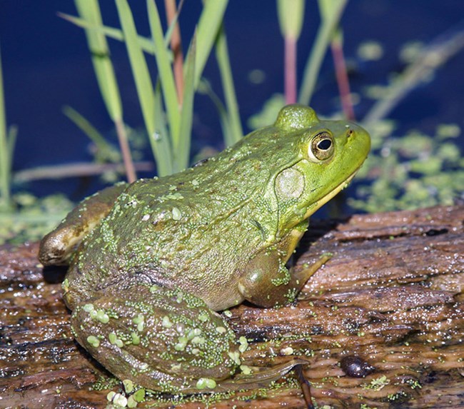Large bullfrog on a log