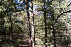 Temperate forest, Chiricahua National Monument