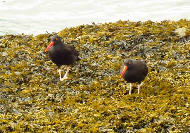 Two Black Oystercatchers on a kelp bed at low tide.
