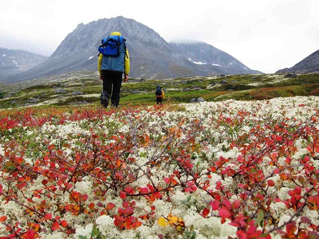 Hikers walk through the colorful tundra in fall.