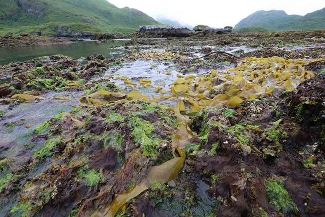At low tide, previously submerged kelp beds are out of the water.