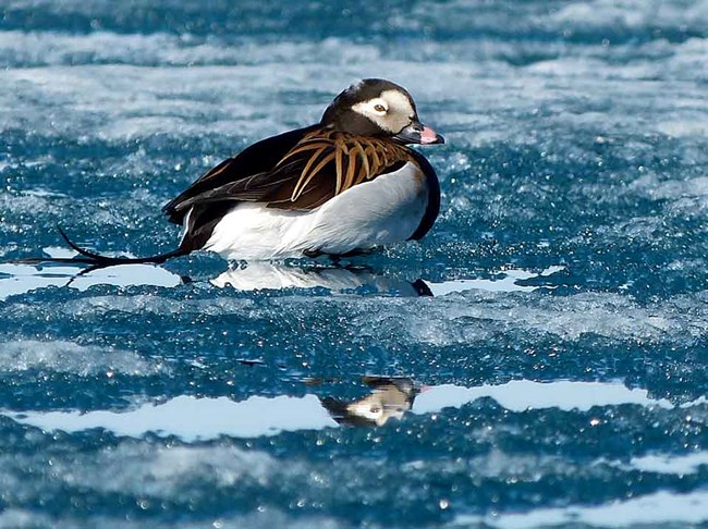 A long tailed duck floats in the icy waters off Lake Clark National Park and Preserve.