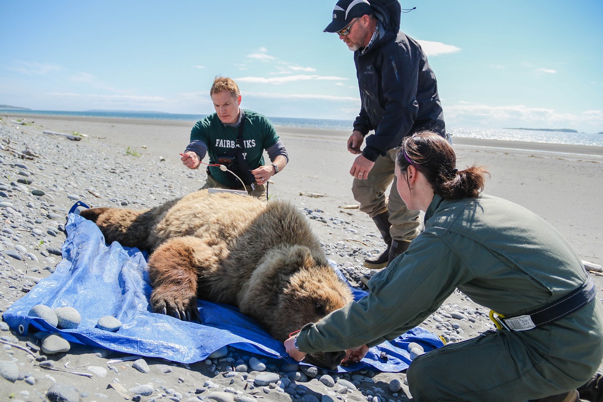 Three researchers use equipment to measure a bear's body fat percentage, with a beach in the background.