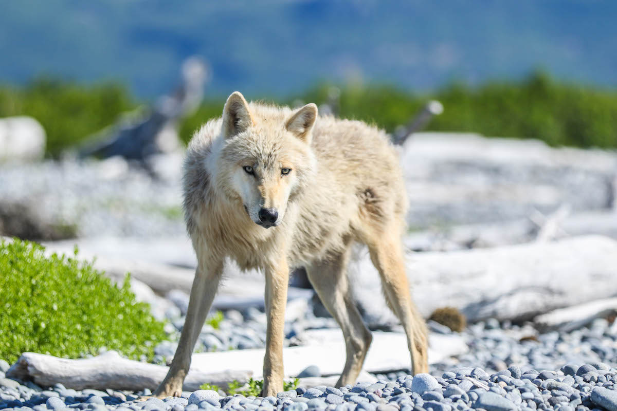 A gray wolf stands on a rocky beach.