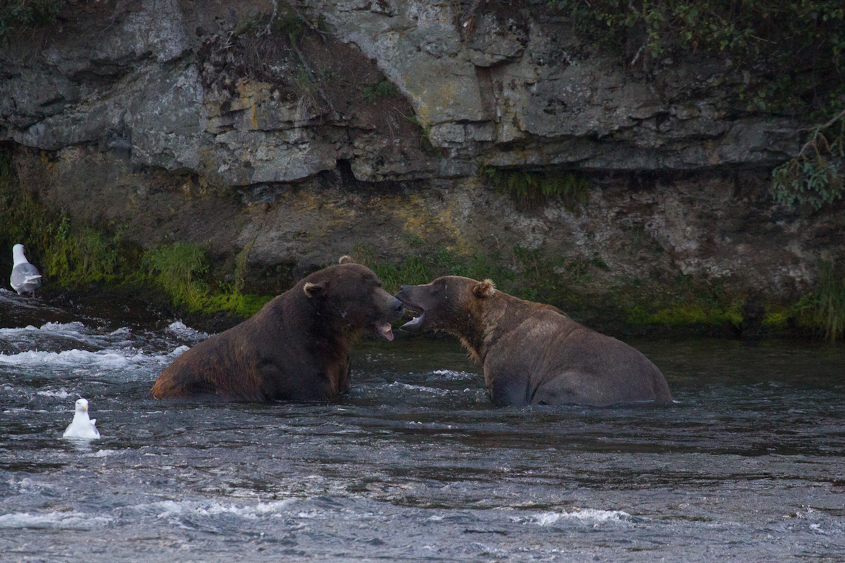 Two bears play fight in a river