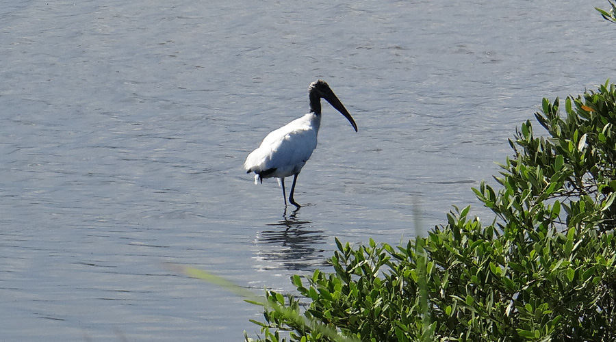 Wood Stork wading in Mosquito Lagoon