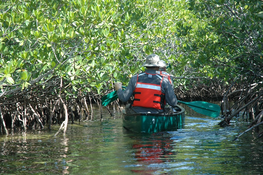 Canoe in mangroves