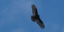 Turkey vulture in flight