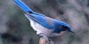 Western Scrub-Jays are a common bird in the Guadalupes.